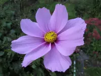 Cosmea.webp