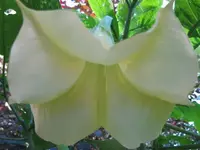 Datura.webp