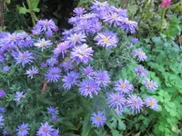 Herbstaster.webp