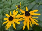 DSC_7266_Rudbekia_Sonnenhut.jpg