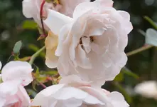 DSC_7271_Rose.webp