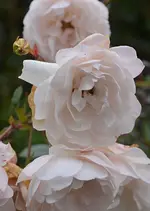 DSC_7272_Rose.webp