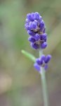 DSC_7274_Lavendel.jpg