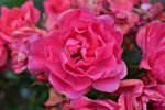 DSC_7280_Rose.jpg