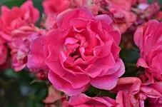 DSC_7280_Rose.webp