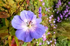 2013_1004Herbst0011 azure rush.webp