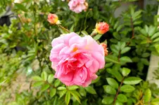 2013_1004Herbst0012 joanne de feligonde.webp