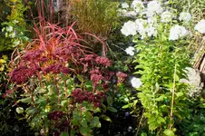 2013_1013Herbst0011 fetth misc  phlox.webp