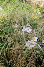 2013_1013Herbst0017 anemone.webp