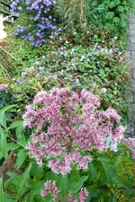 2013_1013Herbst0019 dost aster.webp