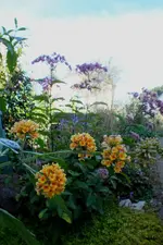 2013_1013Herbst0020 gelb. flieder..webp