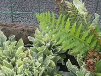 036.webp