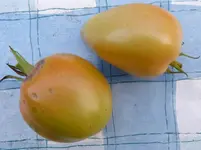 Kumato drittes Jahr.webp
