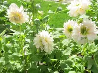 Bilda 0287.webp