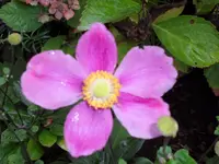 SAM_2292.webp