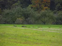 wildschwein1.webp