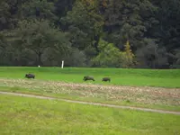 wildschwein2.webp