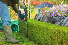 Hecke an der Terrasse wird geschnitten_640.webp