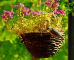 nuthatch at hanging basket2_1024.jpg