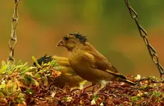 Greenfinck punk_1024.webp