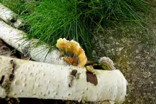 2013_1013Herbst0025 pilz an birke.webp