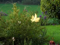 SAM_2305.webp