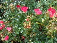 SAM_2307.webp