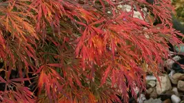 Ahorn herbstlich_131012_2.webp