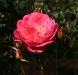Midsummer 131012_2.webp