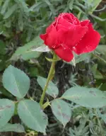 Mildred Scheel 131012_2.webp