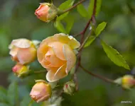 IMG_8132.webp