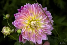 IMG_8117.webp