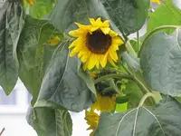 013.webp