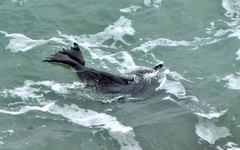 Seals.webp