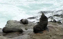 Seals (1).webp
