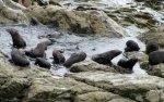 Seals (2).JPG