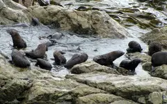Seals (2).webp
