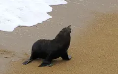 Seals (3).webp