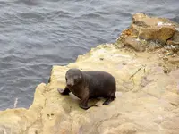 Seals (4).webp