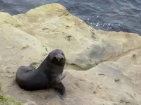 Seals (5).webp
