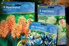 lachsf_Hyazinthe_blauerCrocus_weisse Narzisse_600.webp
