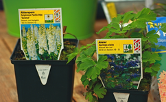 weisser Rittersporn und blaugefüllte Akelei_600.webp