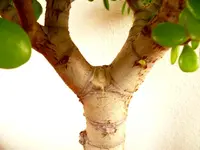 Pfennigbaum A.webp