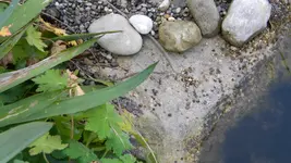 DSCN5808.webp