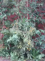 2013-09-14 17.14.46.webp