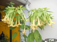DSCN2615.webp