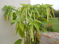 DSCN2618.webp