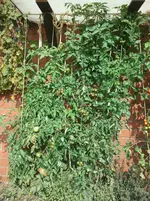 2013-10-13 13.46.46.webp