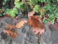 001.webp