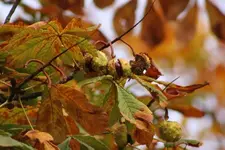 Kastanienbaum.webp